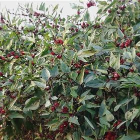 红桃k下载官网免费版V13.82.299.195苹果版本-好用 红桃k下载官网免费版V13.82.299.195苹果版本-好用