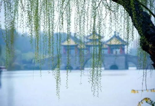 江南烟雨里的生活哲学,无锡天气教我的事 江南烟雨里的生活哲学,无锡天气教我的事