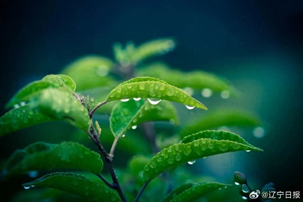 辽宁未来10天都有雨,一场长情的雨季,我们该如何应对? 辽宁未来10天都有雨,一场长情的雨季,我们该如何应对?
