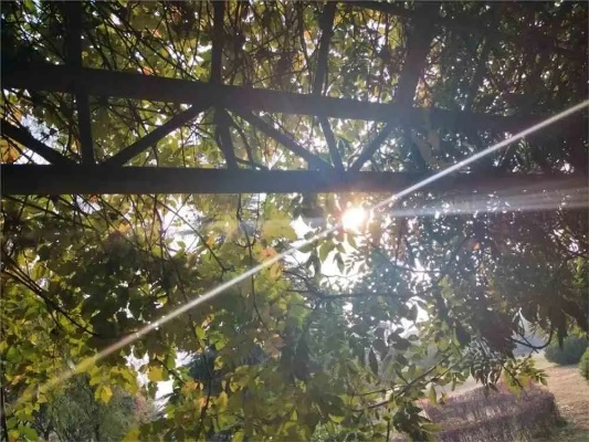 今天,阳光温柔,风也识趣 今天,阳光温柔,风也识趣