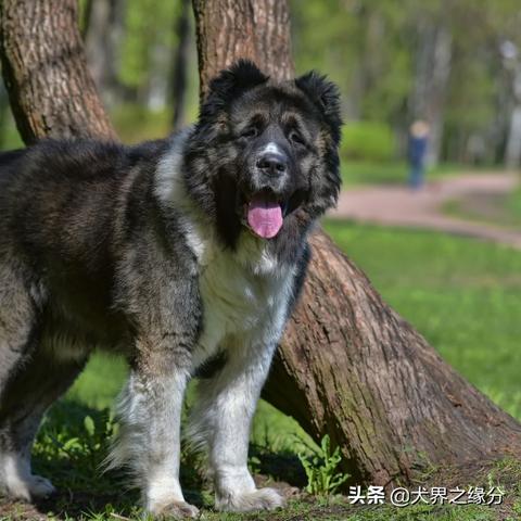 世界猛犬排行榜,十大强势犬种的力量与魅力 世界猛犬排行榜,十大强势犬种的力量与魅力