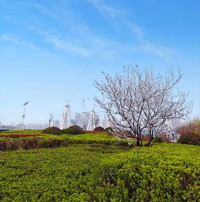 山东菏泽天气，四季分明，风土人情中的自然脉动