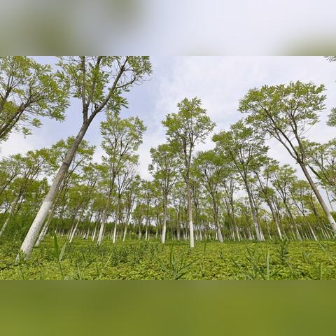 手机弹窗里的天气密码，两天降温，十五天有雨
